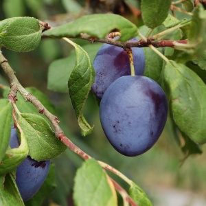 plums-3633033_1920